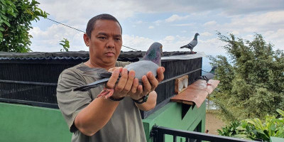 Pesan Rahasia Merpati Pos