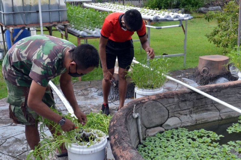 Panen Perdana Tanaman Hidroponik
