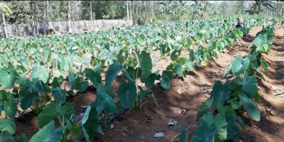 Petani Dukung Terobosan Kementan Kembangkan Pangan Pokok dan Lokal