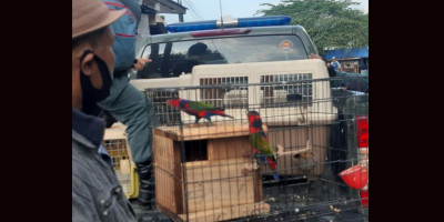 Operasi Satwa Liar Amankan 10 Burung Dilindungi