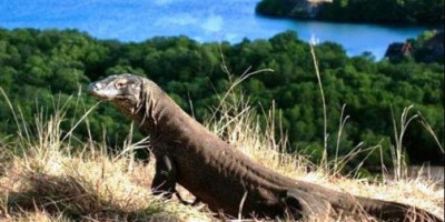 Taman Nasional Komodo Belum Bisa Dikunjungi 