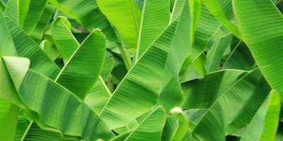 Membungkus Makanan dengan Daun Pisang, Ini Manfaatnya