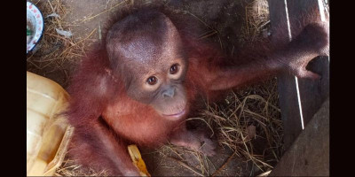 Terpisah dari Induknya, Warga Selamatkan Loli di Kebun