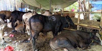 Yuk, Tunaikan Kurban Lewat THK Dompet Dhuafa