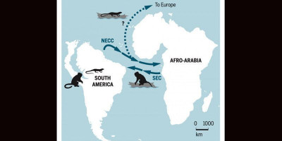 Monyet Purba Pernah Lintasi Samudera Atlantik dari Afrika