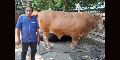 Kementan Keluarkan Edaran Kurban Aman di Tengah Covid-19