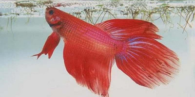 Ikan Cupang, Bisnis yang Tak Mati di Tengah Pandemi
