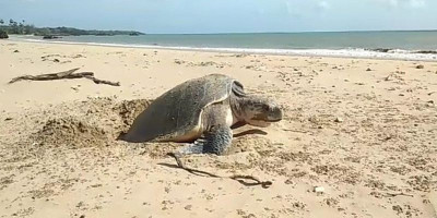 Peristiwa Langka, Penyu Lekang Buang Ratusan Telur di Pantai Sosadale
