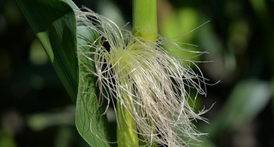 Ternyata, Ini Manfaat Rambut Jagung