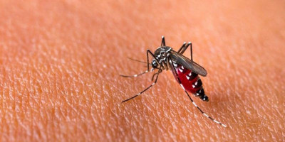 Waspada, DBD Banyak Menyerang Usia Remaja 