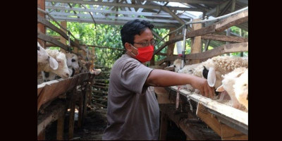 Jaga Kualitas Hewan Jelang Idul Adha