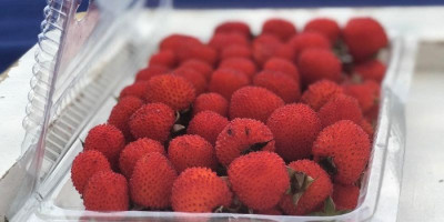 Mahasiswa Doktoral UI Temukan Senyawa Cegah Penuaan Dini dari Buah Arbei