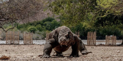 Taman Nasional Komodo Terapkan Registrasi Online dan Keanggotaan Pengunjung