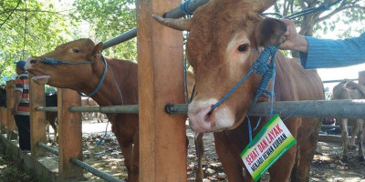 Catat, Ini Aturan Penyembelihan Hewan Kurban Saat Pandemi Covid-19