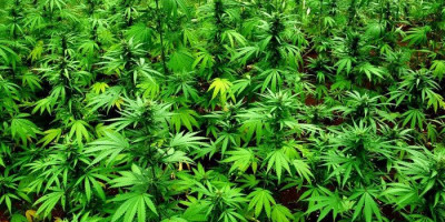 Wow, Ada Ladang Ganja di Lembang Bandung