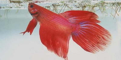 Bisnis Ikan Hias di Tengah Pandemi, Kenapa Tidak?