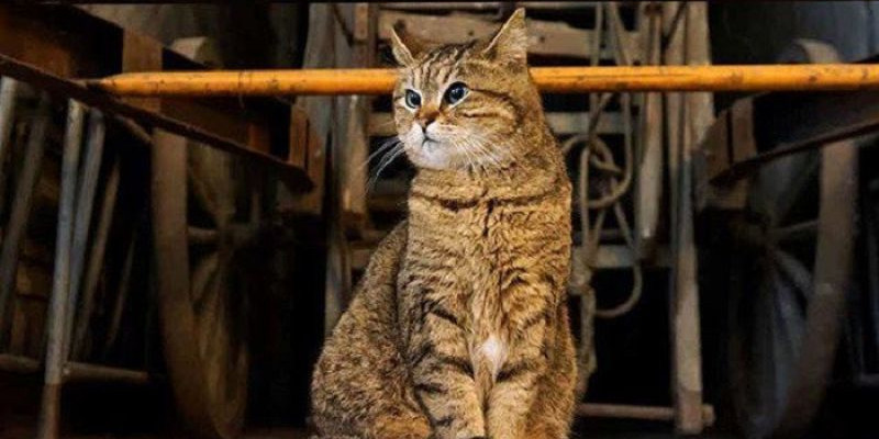 Gli, Kucing di Hagia Sophia yang Pernah Dibelai Barack Obama