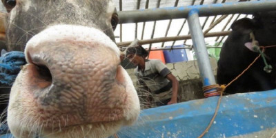 Intip Sapi Kurban Jenis Campuran Limousin dan Simental Milik Jokowi