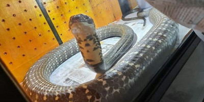 Garaga, Ular King Kobra Panji Petualang yang Viral Kembali Lagi 
