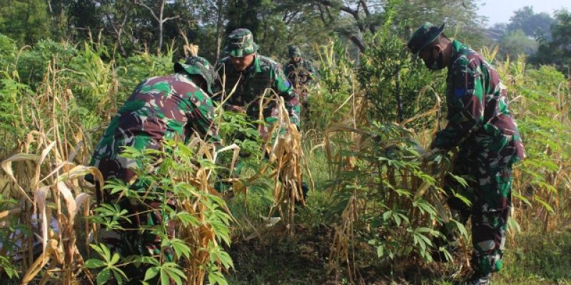 Panen hasil Tanaman Ketahanan Pangan