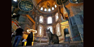 Gli, Kucing Penunggu Hagia Sophia yang Punya 48 Ribu Pengikut