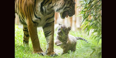 Anak Harimau Sumatera Jadi Penghuni Baru Kebun Binatang Polandia
