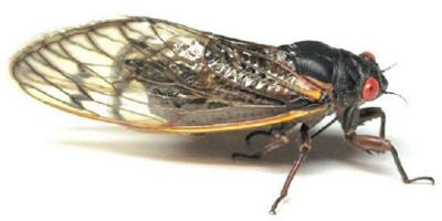 Misteri Gareng Pung Amerika