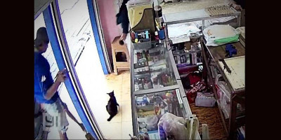 BKSDA Kalteng Buru Pria Pembunuh Kucing Hitam