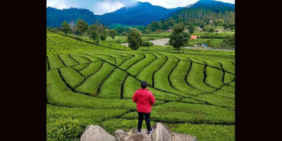6 Kebun Teh Paling Indah di Bandung