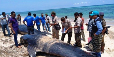 Kasihan, Gerombolan Paus Pilot Terdampar Hanya Seekor yang Selamat 