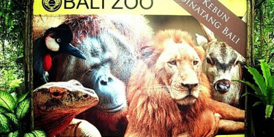 Bali Zoo Kembali Dibuka, Ada Promo Menarik dari Pengelola