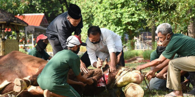 Sembelih Sapi Limousin
