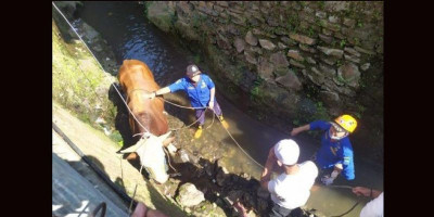 Sebelum Dipotong, Sapinya Ngamuk Terjun ke Parit