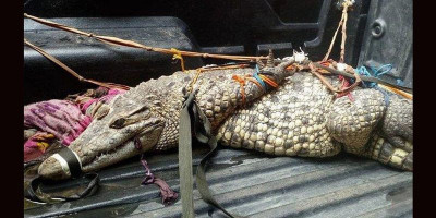 Warga Depok Tangkap Buaya Sepanjang 2 Meter di Kali Pesanggrahan