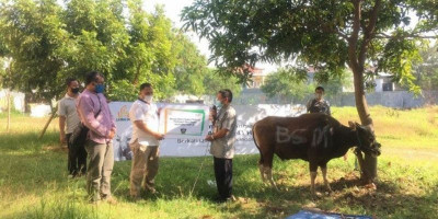 Mandiri Syariah dan Nasabah Salurkan 2500 Hewan Kurban