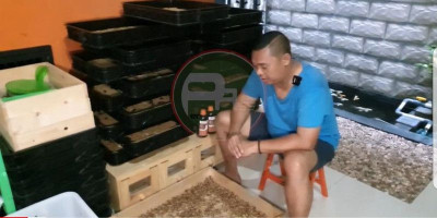 Budidaya Ulat Jerman Bantu Ketahanan Pangan Nasional