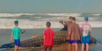 Kasihan, Daging Hiu Tutul Terdampar di Pantai Cipatujah Jadi Rebutan