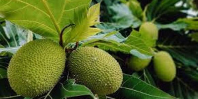 Tak Hanya Buahnya, Daun Sukun Juga Bermanfaat untuk Kesehatan