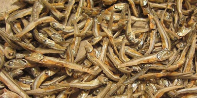 Teri, Ikan Kecil dengan Manfaat Besar