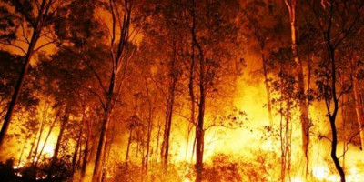 Perbankan Dunia dan Kesengajaan Pembakaran Hutan