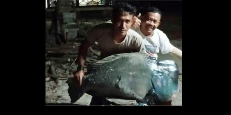 Viral Foto 2 Pemuda Tangkap Ikan Napoleon Raksasa di Ujung Kulon, KLHK Bungkam