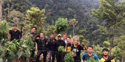 Polisi Bongkar Ladang Ganja Seluas Dua Hektare