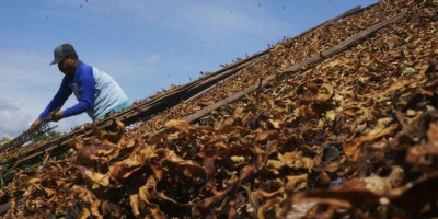 Harga Tembakau Anjlok, Pemerintah Pusat Diminta Turun Tangan
