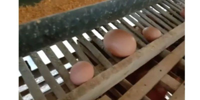 Warga Tasikmalaya Dihebohkan Telur Ayam Berukuran Raksasa 