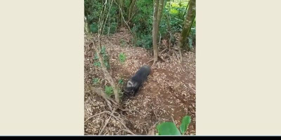 Mendaki Gunung Cikuray, Awas Dibegal Babi Ganas