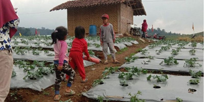Harga Pupuk Bersubsidi Naik, Petani Menjerit