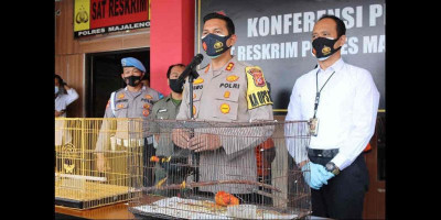 Jual Burung Tiong Emas, Polisi Tangkap Dua Orang Ini  