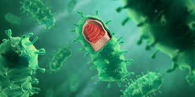 Ancaman Rabies di Indonesia, 26 Provinsi Masih Endemik