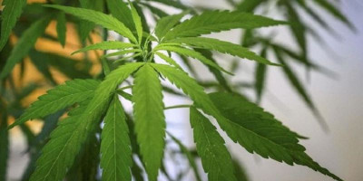 Koalisi Masyarakat Sipil Ajukan Sengketa Informasi Publik Soal Penolakan Ganja untuk Kesehatan