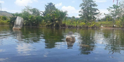 Air Danau Surut, Batu Beranak Muncul ke Permukaan